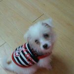 [강아지] 아기콩이^^