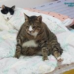 [돼지고양이] <b>카카오</b>톡 고양이 이모티콘 실사 버전