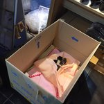 길냥이 새끼들 품어 주실 분 없으신가요..?