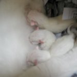 [엘루엘루] 엘루엘<b>루네</b> 고양이..1(고양이를 사랑하시나요?)