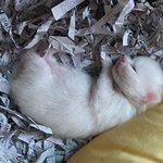 [엘루엘루] 엘루엘<b>루네</b> 이야기..2