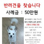 [찾습니다] 수원 믹스견. 사례금 50만원