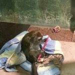 추가)동물농장 <b>삼순</b>이를 구해주세요