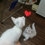 [고양이] 솜이봄이육묘일기3