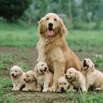 귀여운 아기 자랑하는 엄빠<b>견들</b>