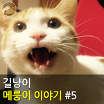 [메룽이<b>집사</b>] 길냥이 메룽이 이야기 #5