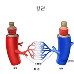 [건강] ** 혈관에 쌓인 이물질 이렇게 우리 몸을 병들게 한다...