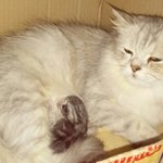 [육묘일기] 좌충우돌 육(六)묘일기(8) - 장난꾸러기 <b>페라</b>.
