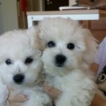 [모모의일상] 아기<b>비숑</b> 모모 의 귀염진 모습