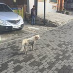 유기견을 구하려고 합니다