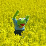 [EXO] 솔직히 루키즈가 엑소보다 빠르게 성공할거같다