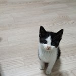 <b>묘연</b>으로 오게된 두 아깽이