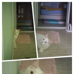 [고양이] 안타까운 <b>사진발</b> 3