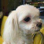 [강아지] 미아견을 발견했습니다.