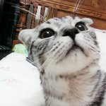 [고양이] 우리집 상전 <b>아리</b>도 자랑하고싶어요~