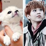 사막<b>여우</b> 닮은 귀여운 아이돌