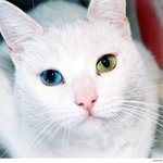 신비로운 <b>오드</b>아이를 가진 동물