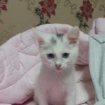 [고양이] 삼시세끼 <b>벌이</b>와 닮은 우리 꽁이