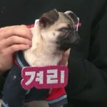 [방탄소년단] 마이펫 <b>호석</b>이