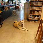 [허스키<b>심바</b>] <b>심바</b>는 잘 지내고 있어요.