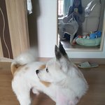 [찾았습니다] 찾았습니다. 수원 <b>믹스</b>견