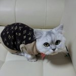 [고양이] 껌<b>딱지</b> 애기냥...땡치리..ㅎ