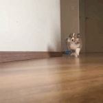 달려라 달려라.gif