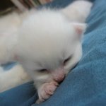 [엘루엘루] 엘루엘<b>루네</b> 고양이..3