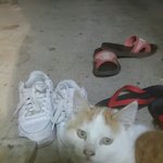 [방탄소년단] 우리 집 <b>마당</b>에 박지민 닮은 고양이 찾아옴 ㅋㅋㅋㅋㅋㅋㅋㅋ