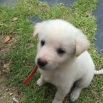 [강아지] 우리 구름이를 데리고 간 사람을 수배합니다.