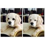 [<b>만두</b>만두] (추가++)아픈 강아지였던 너!