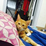 봉식이를 소개합니다냥