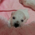 [모모의일상] 아기<b>비숑</b> 모모 의 이야기