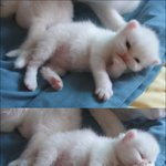 [엘루엘루] 엘루엘<b>루네</b> 고양이..4