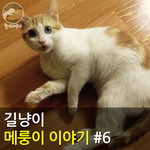 [메룽이<b>집사</b>] 길냥이 메룽이 이야기 #6