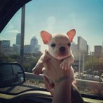 정퍼피클럽 강아지 분양후기 미국 <b>시애틀</b>로 입양된 너울이