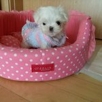 정<b>퍼피</b>클럽 분양후기 - 정<b>퍼피</b> 말티즈 까망눈