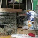 수원 캣맘 협의회 ( <b>TNR</b>로 희생되는 길고양이를 구해주세요) 