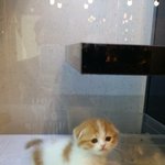 스코티쉬<b>폴드</b> 3개월 된 치즈 소개합니다❤️