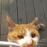 편의점고양이들이 단체로 독살을당했습니다.(남양주)