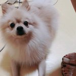 베이지색 포메라니안 강아지를 찾습니다.(광진구구의동)