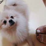 베이지색 포메라니안 강아지를 찾습니다.(광진구 구의동)