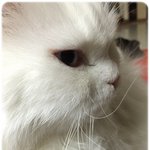 [엘루엘루] 엘루엘<b>루네</b> 고양이..5