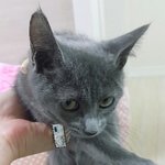 [고양이] 똥꼬발랄 <b>양갱</b> 2 :D