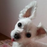 [찡이/<b>하로</b>] 7살 우리 찡이곁에...2달된 <b>하로</b>가 왔어요.