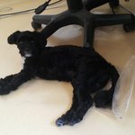 '<b>개</b>는 사람을 배신하지않는다'  는 말은 <b>뻥</b>!!!