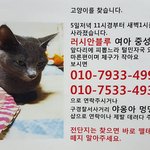 [고양이] 고양이를 찾습니다 (전북<b>익산</b>)