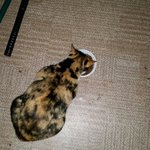 [EXO] 밖에 비와서.. 길냥이 <b>현관</b>에 들어와서