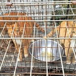 [유기견] <b>애니멀</b> 호더, 케이지에서 평생을 보낸 아이들을 위해