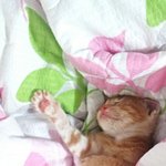 [고양이] 우리집 귀염둥이입니다